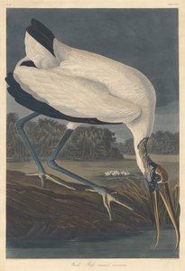 Wood Ibis, 1834